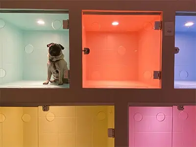 VET DOCTOR